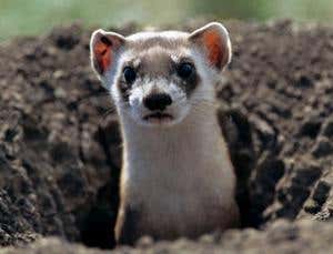 Conservation and compassion: First do no harm