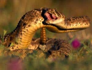 What can deliver snakebite medicine where it's needed?