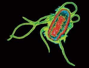 Nano-engineered cotton promises to wipe out water bugs