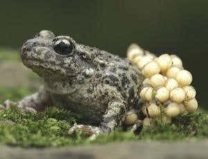 Zeros to heroes: The tragic fate of a genetic pioneer