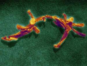 New Scientist. Science news and long reads from expert journalists, covering developments in science, technology, health and the environment on the website and the magazine.