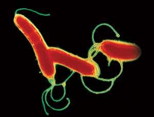 New Scientist. Science news and long reads from expert journalists, covering developments in science, technology, health and the environment on the website and the magazine.