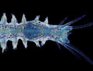 New Scientist. Science news and long reads from expert journalists, covering developments in science, technology, health and the environment on the website and the magazine.