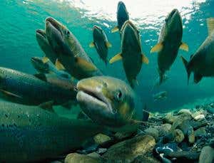 New Scientist. Science news and long reads from expert journalists, covering developments in science, technology, health and the environment on the website and the magazine.