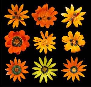 Desirable daisies lure male flies with offer of sex