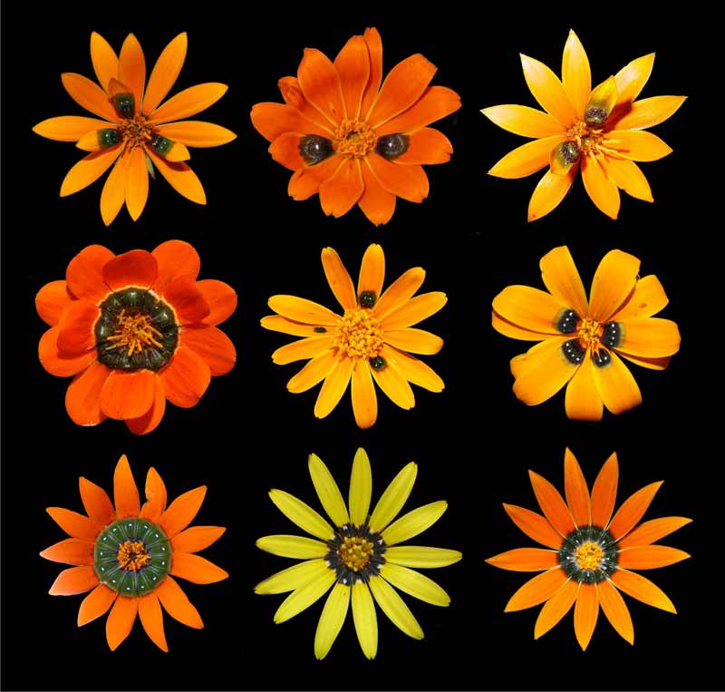 New Scientist. Science news and long reads from expert journalists, covering developments in science, technology, health and the environment on the website and the magazine.