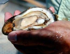 Crunch time ahead for Gulf oyster fisheries