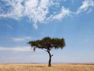 Cosmic accidents: Brains or brawn – which was best?