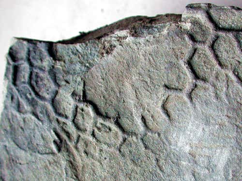 Could da Vinci picture the creature behind this network of burrows?