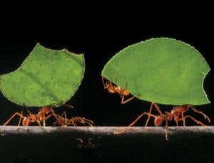 Sparks fly over origin of altruism