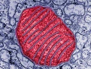 New Scientist. Science news and long reads from expert journalists, covering developments in science, technology, health and the environment on the website and the magazine.