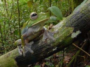 New species discovered in Papua New Guinea