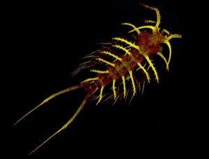 New Scientist. Science news and long reads from expert journalists, covering developments in science, technology, health and the environment on the website and the magazine.