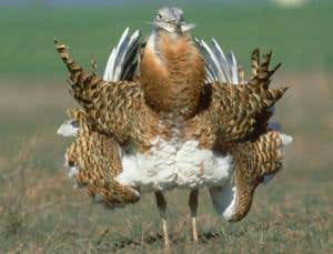 New Scientist. Science news and long reads from expert journalists, covering developments in science, technology, health and the environment on the website and the magazine.