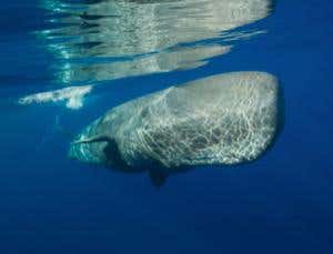 New Scientist. Science news and long reads from expert journalists, covering developments in science, technology, health and the environment on the website and the magazine.