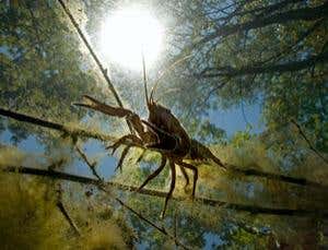 New Scientist. Science news and long reads from expert journalists, covering developments in science, technology, health and the environment on the website and the magazine.