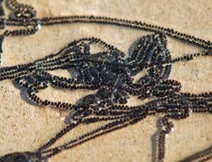 Cane toad tadpoles relish cannibal caviar