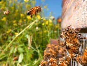 Bees decode waggle dance by feeling dancer's moves
