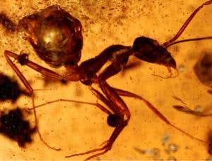 New Scientist. Science news and long reads from expert journalists, covering developments in science, technology, health and the environment on the website and the magazine.