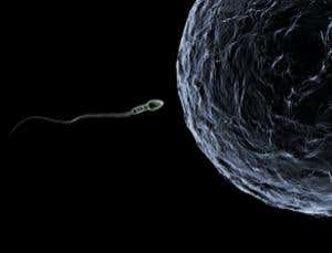 Structure of egg 'glue' may bring new contraceptives