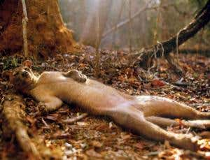 New Scientist. Science news and long reads from expert journalists, covering developments in science, technology, health and the environment on the website and the magazine.