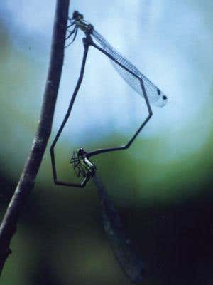 Two giant damselflies, Coryphagrion grandis, caught in the act of mating 