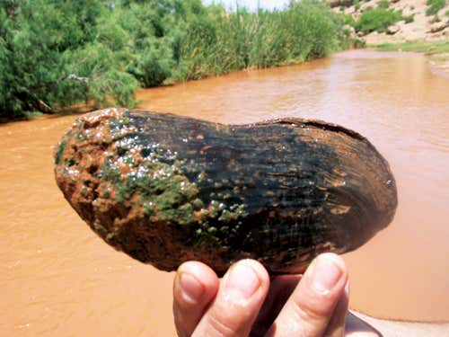 The critically endangered mussel Margaritifera marocana. Fewer than 250 survive 