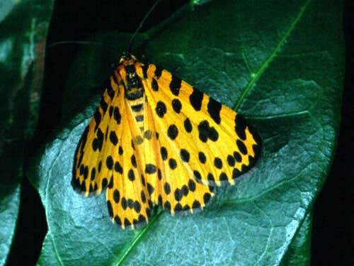 The leopard magpie moth Zerenopsis lepida, which uses poisonous cycads as a source of weapons 