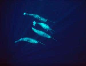 Arctic narwhals reveal climate-model errors