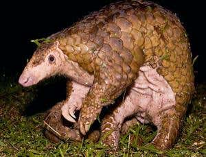 New Scientist. Science news and long reads from expert journalists, covering developments in science, technology, health and the environment on the website and the magazine.