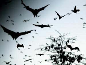 New Scientist. Science news and long reads from expert journalists, covering developments in science, technology, health and the environment on the website and the magazine.