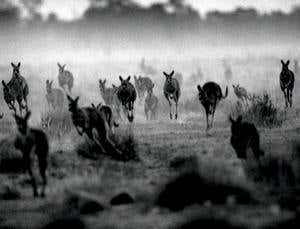 Eating Skippy: Is kangaroo the kindest meat?