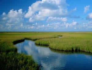 Louisiana revival: Eco-engineering on a giant scale