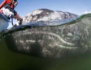 New Scientist. Science news and long reads from expert journalists, covering developments in science, technology, health and the environment on the website and the magazine.