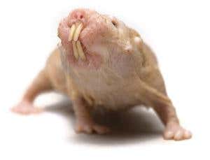 Naked and ugly: The new face of lab rats