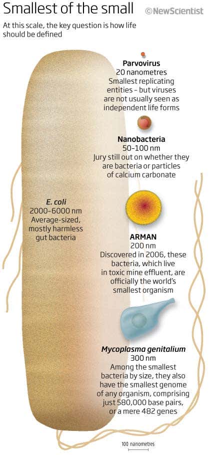 Smallest of the small