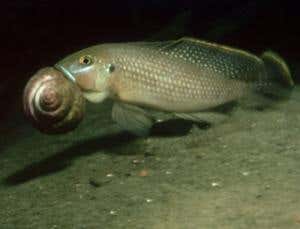 New Scientist. Science news and long reads from expert journalists, covering developments in science, technology, health and the environment on the website and the magazine.