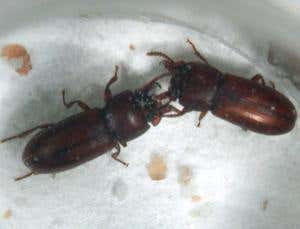 New Scientist. Science news and long reads from expert journalists, covering developments in science, technology, health and the environment on the website and the magazine.