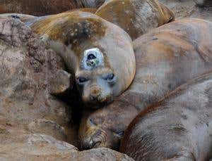 Surveyor seals reveal secrets of Antarctic depths