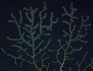 Graveyard of deep-sea corals found in Gulf