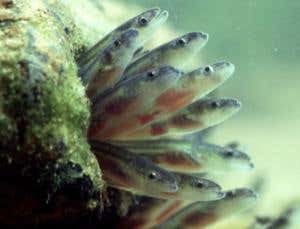 New Scientist. Science news and long reads from expert journalists, covering developments in science, technology, health and the environment on the website and the magazine.