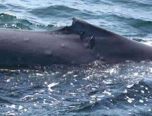 New Scientist. Science news and long reads from expert journalists, covering developments in science, technology, health and the environment on the website and the magazine.