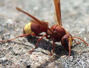 New Scientist. Science news and long reads from expert journalists, covering developments in science, technology, health and the environment on the website and the magazine.