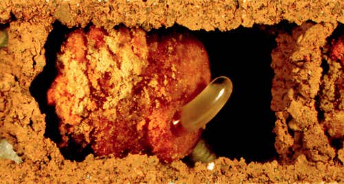 Inside the red mason bee's nest: the entrance is over to the right, and the wall closest to it is visibly convex. A single bee egg is attached to a bundle of pollen and nectar 