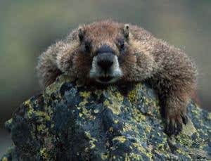 The primitive social network: bullying required