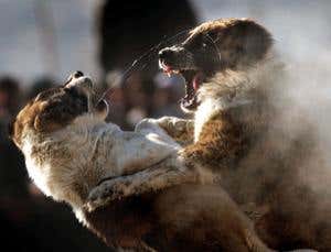 New Scientist. Science news and long reads from expert journalists, covering developments in science, technology, health and the environment on the website and the magazine.