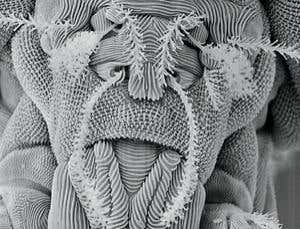 Extreme survival: Life frozen solid