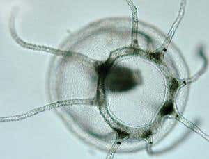 Extreme survival: Meet the immortals