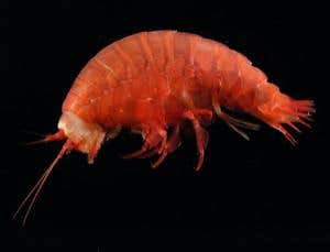 Extreme survival: Pile on the pressure