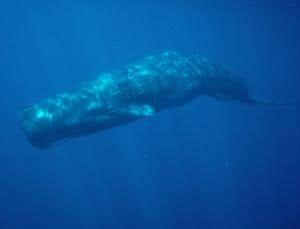 Extreme survival: What's bigger than a whale?